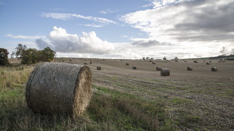 A landscape shot of a rural field with hay bales